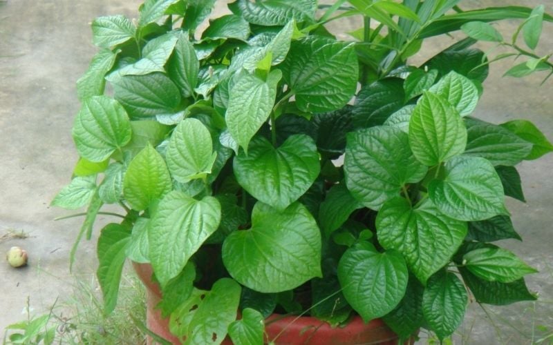 6 loại rau nhặt lá xong nhớ giữ lại cành, đem cắm xuống đất quanh năm có rau sạch ăn - Ảnh 7.