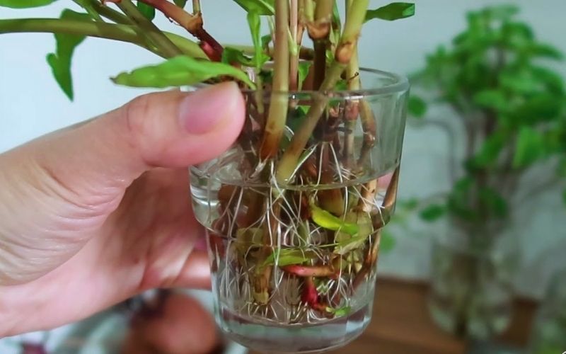 6 loại rau nhặt lá xong nhớ giữ lại cành, đem cắm xuống đất quanh năm có rau sạch ăn - Ảnh 6.