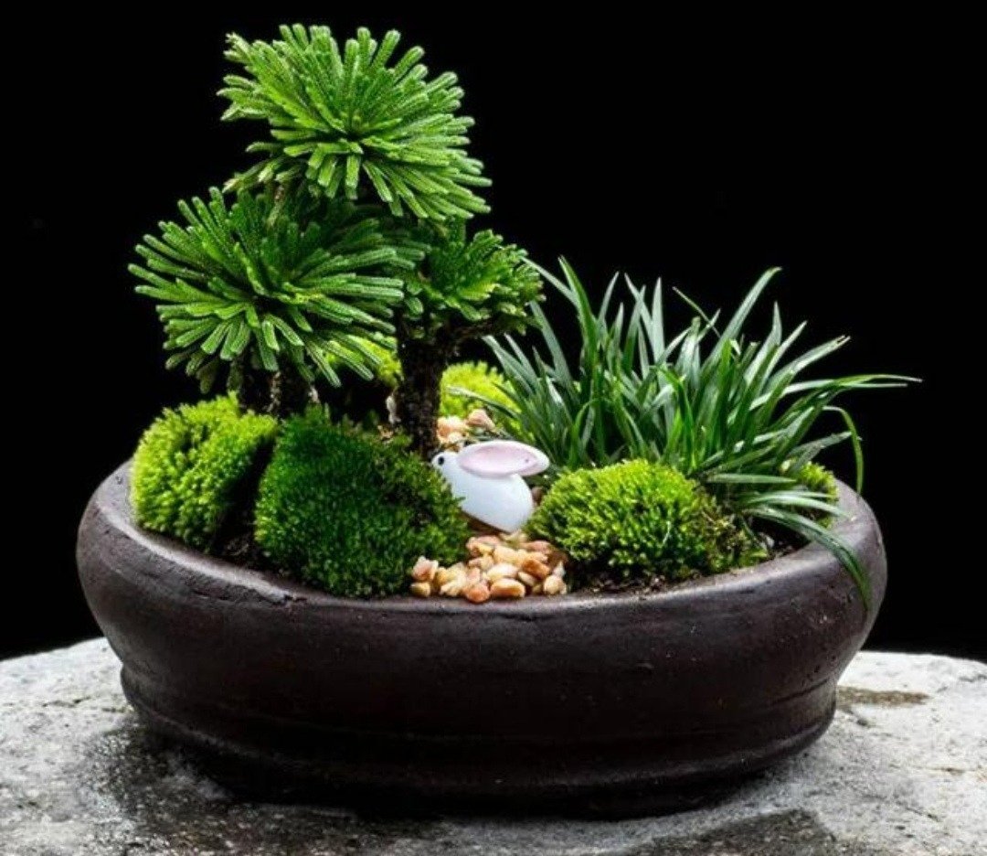 7 cây cảnh rẻ tiền, có thể nhặt ngoài đường, cho vào chậu xịn là có &quot;tiểu bonsai&quot; đẹp, giá trị - Ảnh 10.