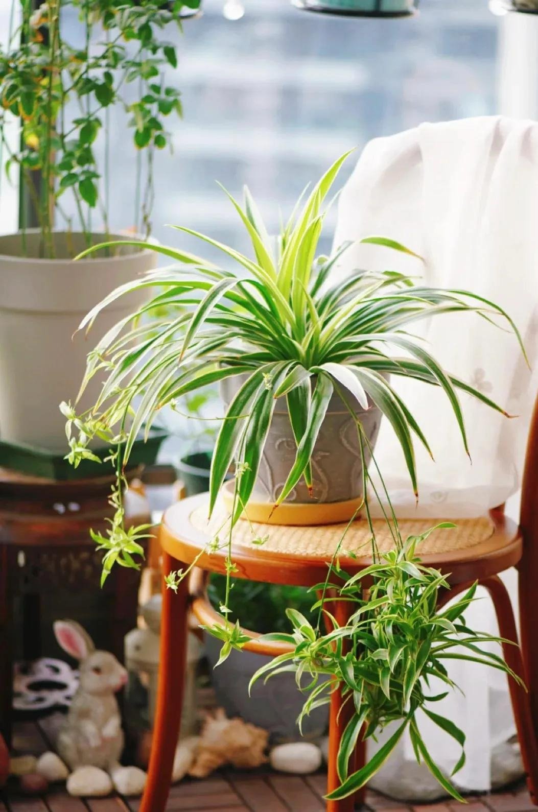 7 cây cảnh rẻ tiền, có thể nhặt ngoài đường, cho vào chậu xịn là có &quot;tiểu bonsai&quot; đẹp, giá trị - Ảnh 4.