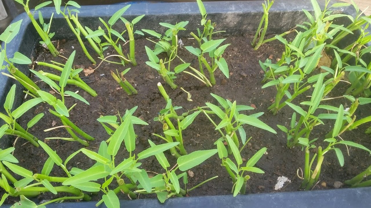 6 loại rau nhặt lá xong nhớ giữ lại cành, đem cắm xuống đất quanh năm có rau sạch ăn - Ảnh 3.