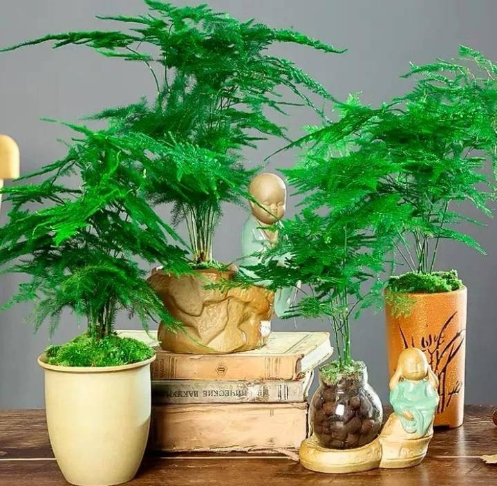 7 cây cảnh rẻ tiền, có thể nhặt ngoài đường, cho vào chậu xịn là có &quot;tiểu bonsai&quot; đẹp, giá trị - Ảnh 3.