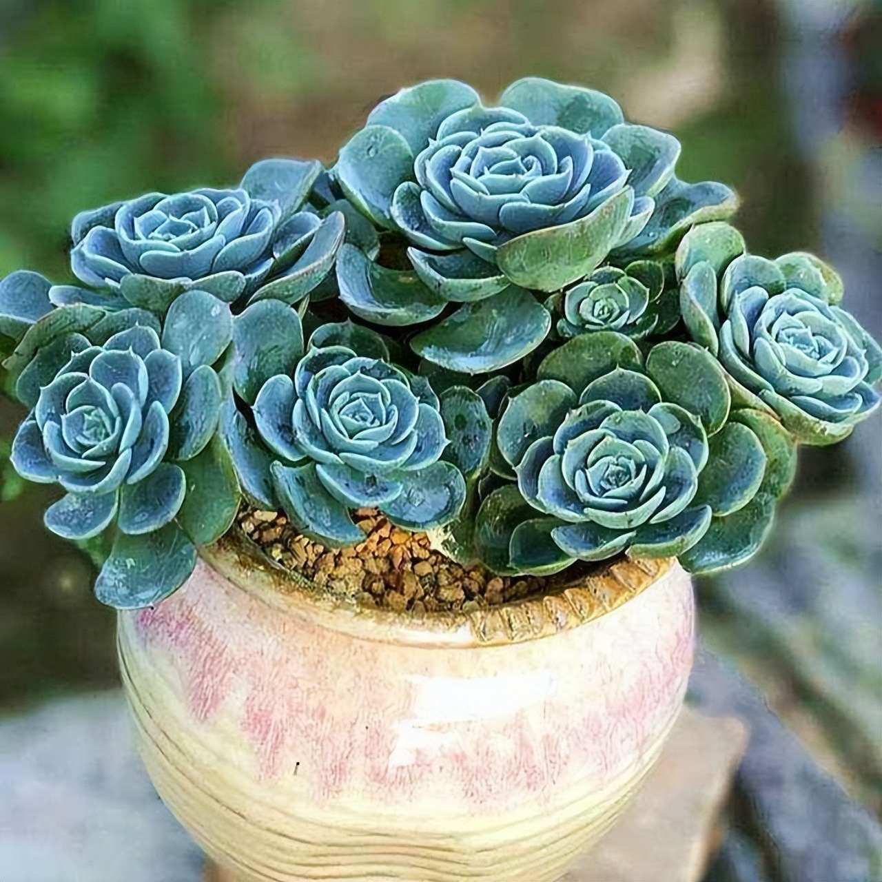 7 cây cảnh rẻ tiền, có thể nhặt ngoài đường, cho vào chậu xịn là có &quot;tiểu bonsai&quot; đẹp, giá trị - Ảnh 5.
