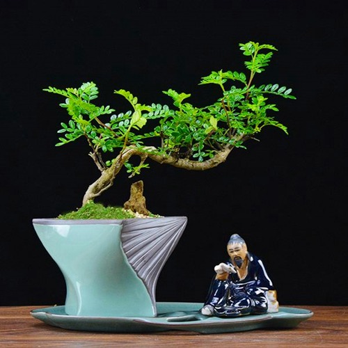 7 cây cảnh rẻ tiền, có thể nhặt ngoài đường, cho vào chậu xịn là có &quot;tiểu bonsai&quot; đẹp, giá trị - Ảnh 9.