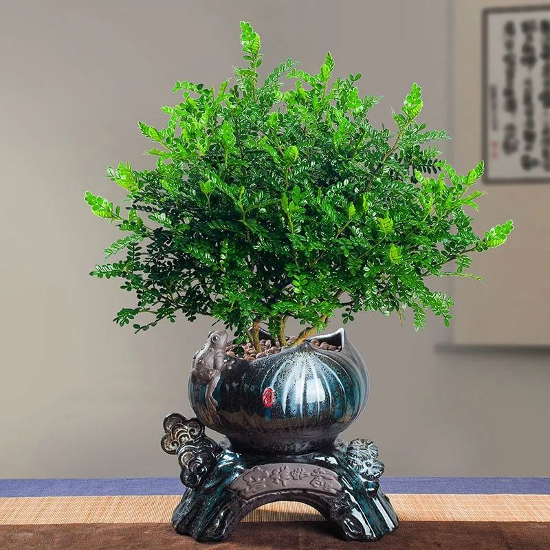 7 cây cảnh rẻ tiền, có thể nhặt ngoài đường, cho vào chậu xịn là có &quot;tiểu bonsai&quot; đẹp, giá trị - Ảnh 8.