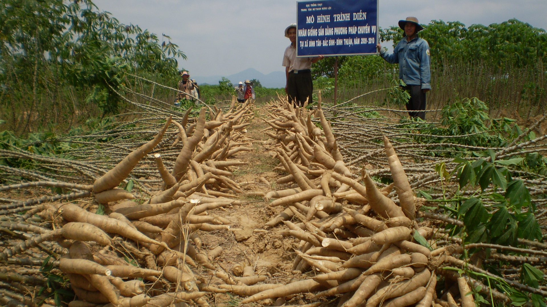 Phía Trung Quốc tới tấp hỏi mua một loại tinh bột của Việt Nam, giá cao cũng chấp nhận - Ảnh 1.