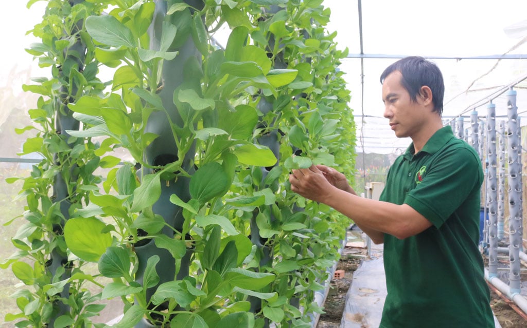Trồng rau khí canh kiểu gì mà một anh dân Long An làm vườn đẹp như phim, bán đắt hàng? - Ảnh 1.