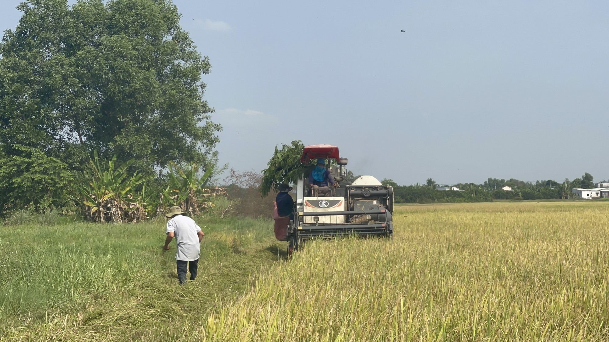 Nông dân trồng lúa sạch ở Đồng Nai được mùa, trúng giá  - Ảnh 2.