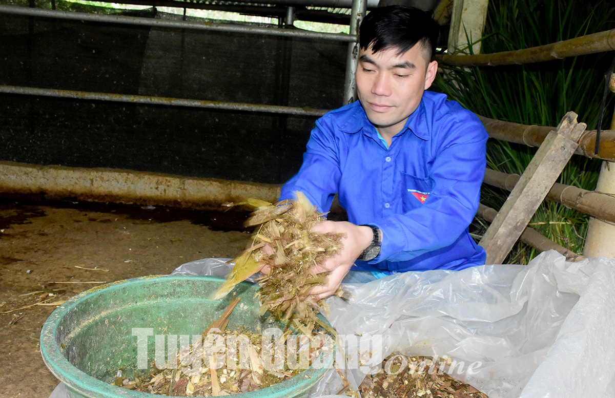 Nuôi con ăn bẩn mà làm ra toàn tiền sạch chính đáng, anh nông dân Tuyên Quang phát tài - Ảnh 1.