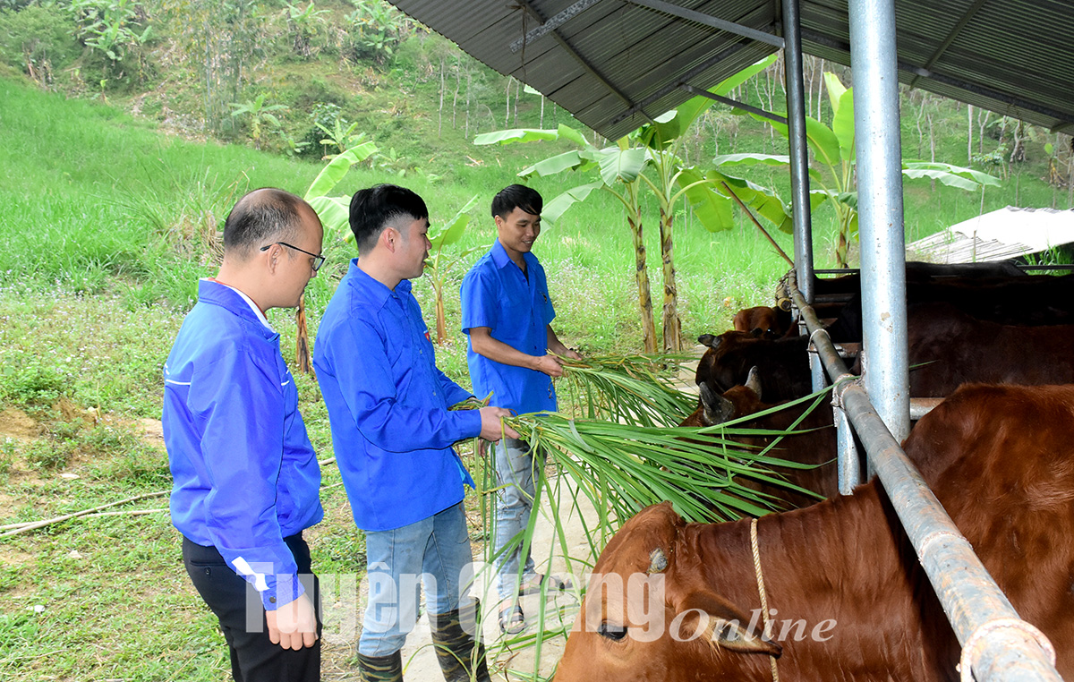 Nuôi con ăn bẩn mà làm ra toàn tiền sạch chính đáng, anh nông dân Tuyên Quang phát tài - Ảnh 2.