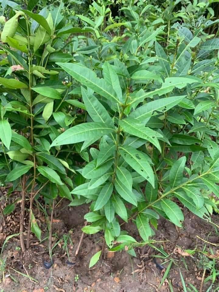 Kể chuyện làng: Cây vối bên bờ ao - Ảnh 1.