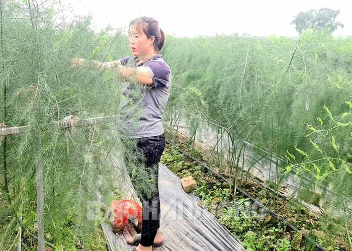 Anh nông dân Hải Dương trồng thứ &quot;rau hoàng đế&quot;, thu lãi 1 tỷ đồng/năm - Ảnh 1.
