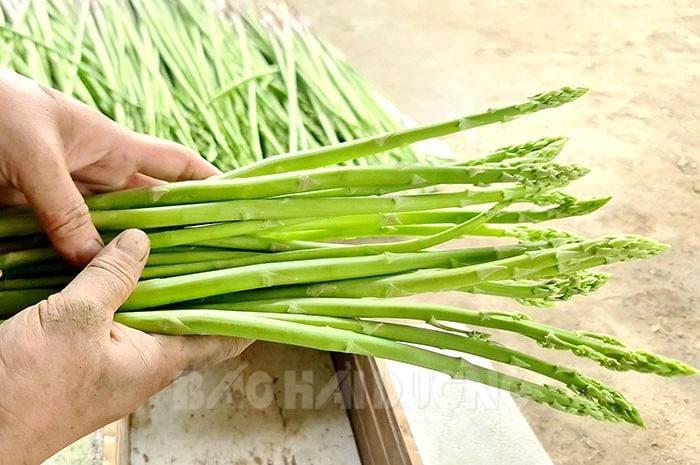Anh nông dân Hải Dương trồng thứ &quot;rau hoàng đế&quot;, thu lãi 1 tỷ đồng/năm - Ảnh 2.