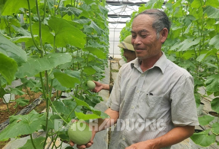 Kinh Môn bứt phá trong sản xuất nông nghiệp - Ảnh 1.