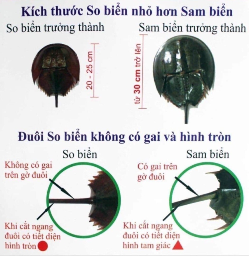 Ăn con so biển bị ngộ độc, một nam giới ngừng tim, ngừng thở - Ảnh 2.