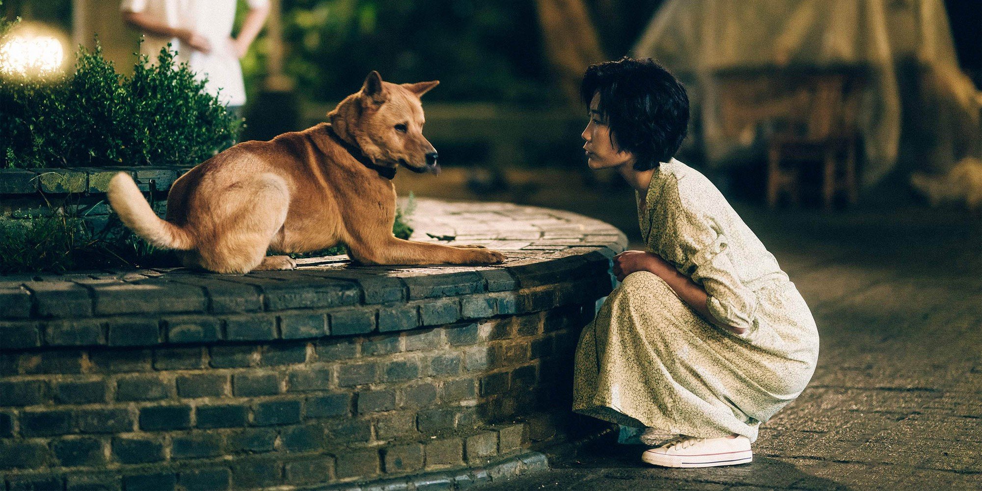 &quot;Hachiko&quot; phiên bản Trung Quốc khiến giới trẻ &quot;sợ&quot; nuôi thú cưng - Ảnh 1.