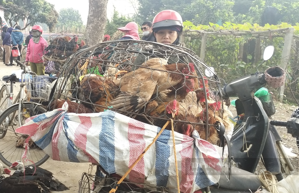 Giá gia cầm hôm nay 4/4: Vịt thịt dễ bán, cách điều trị vịt, ngan bị nghẹo cổ, sưng phù đầu - Ảnh 1.