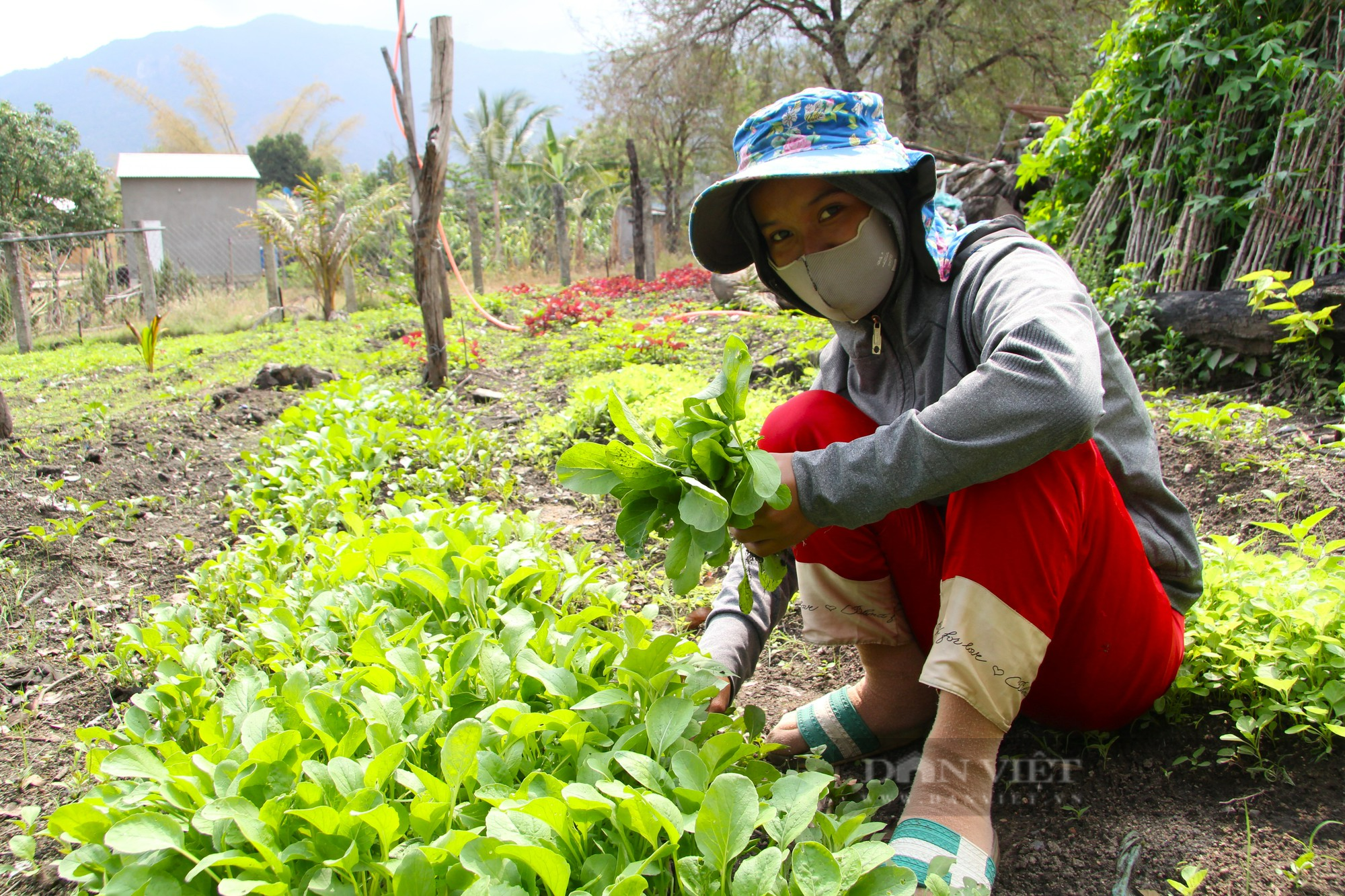 Mỗi nhà một vườn rau trong xây dựng nông thôn mới ở xã đồng bào Raglay ở Ninh Thuận - Ảnh 4.