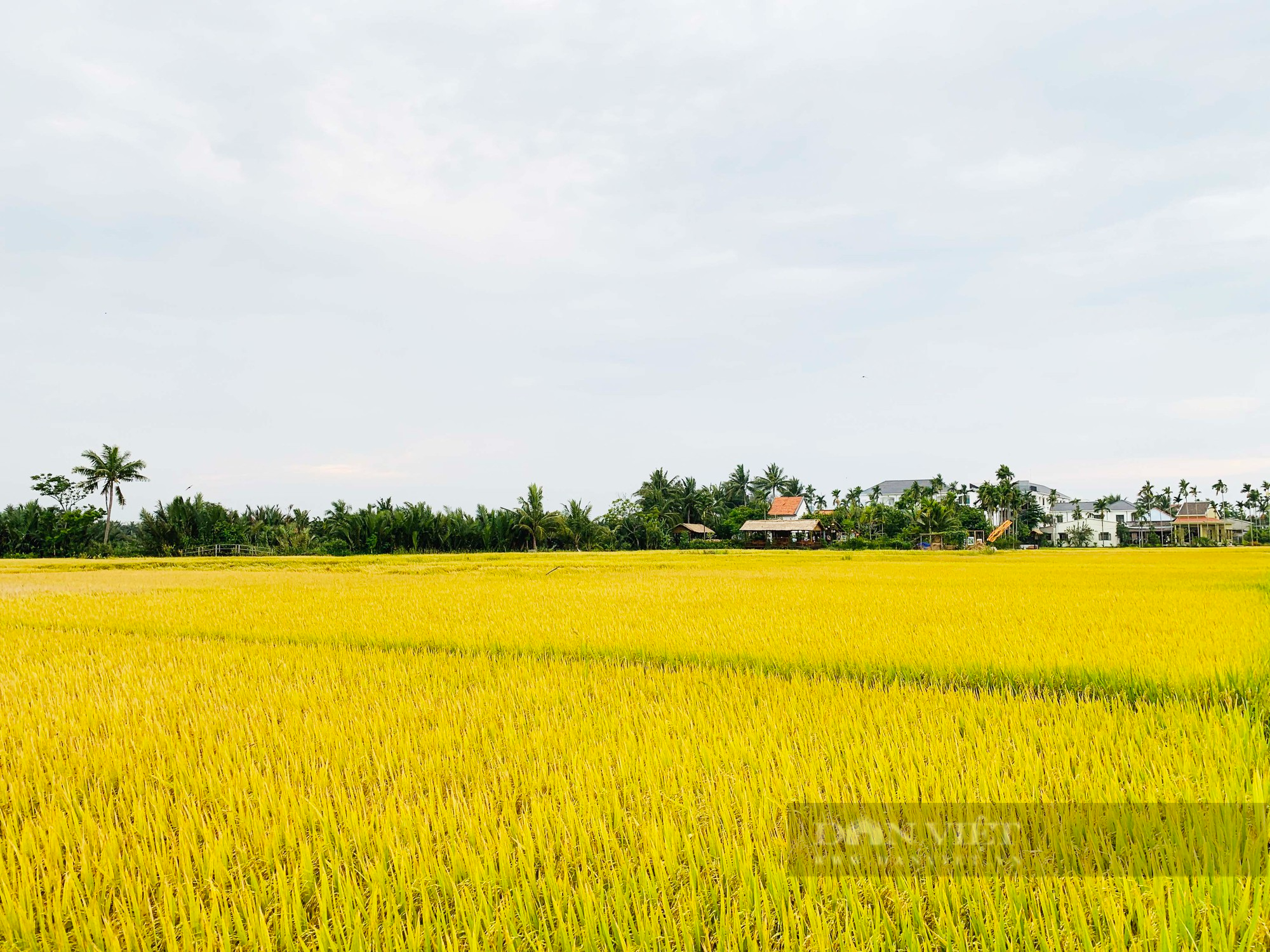 Yêu cầu tất cả du khách phải mua vé vào phố cổ Hội An là hành động tận thu, phản cảm - Ảnh 5.