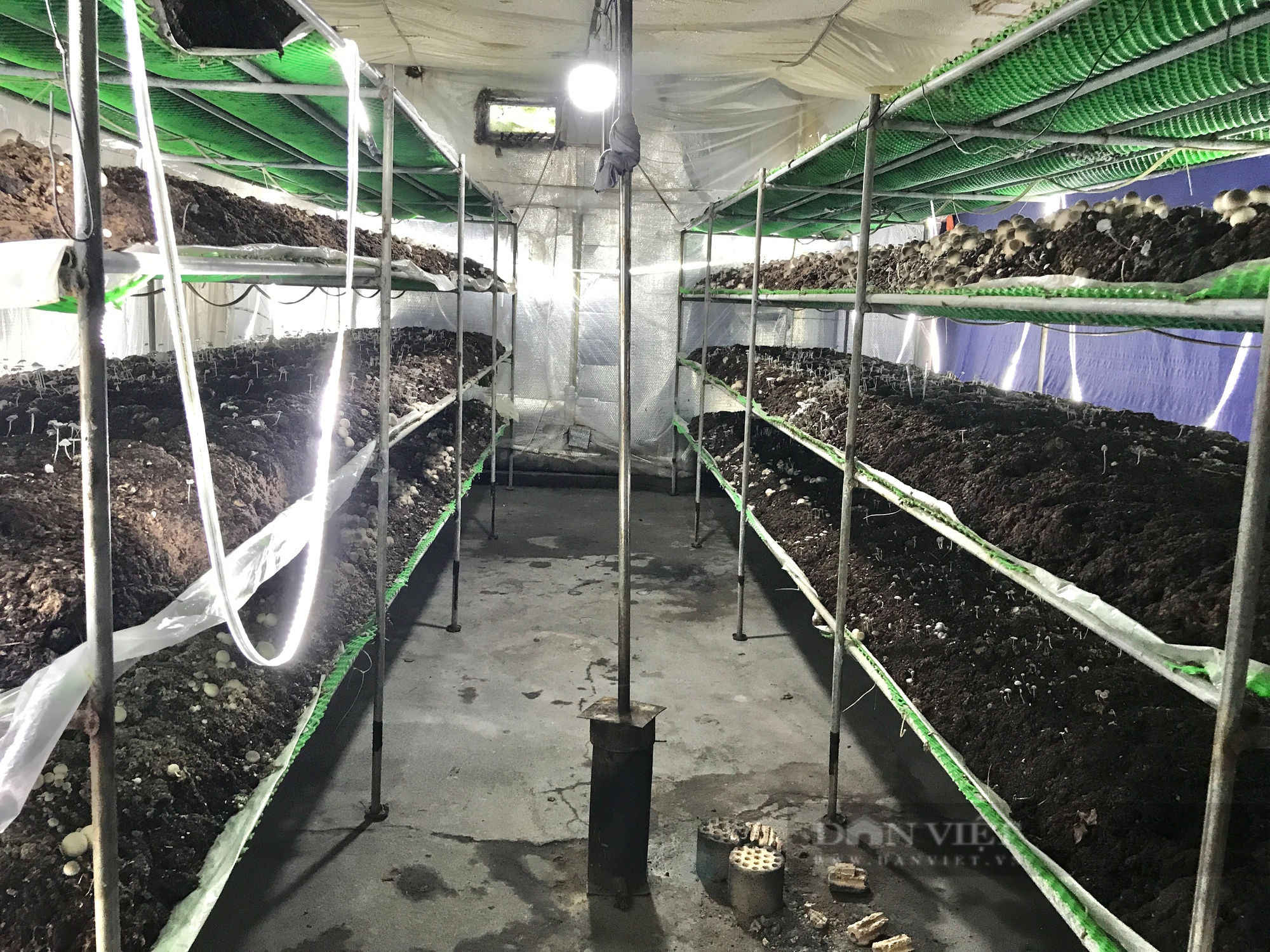 Trồng nấm rơm theo hướng công nghệ cao, 8X Đà Nẵng bất ngờ thu lãi lớn - Ảnh 4.