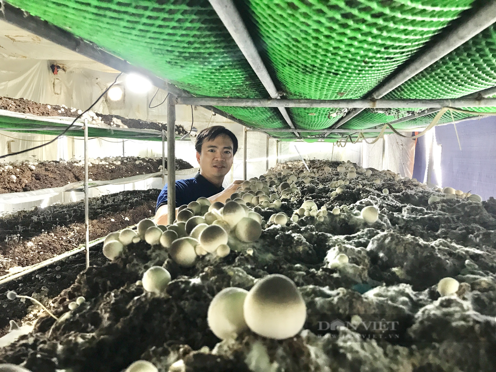 Trồng nấm rơm theo hướng công nghệ cao, 8X Đà Nẵng bất ngờ thu lãi lớn - Ảnh 6.