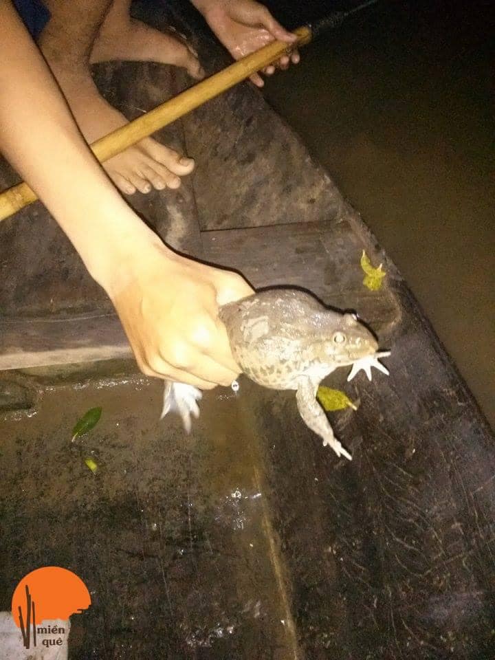Kể chuyện làng: Nhái đồng, món ăn dân dã nơi quê nhà - Ảnh 2.