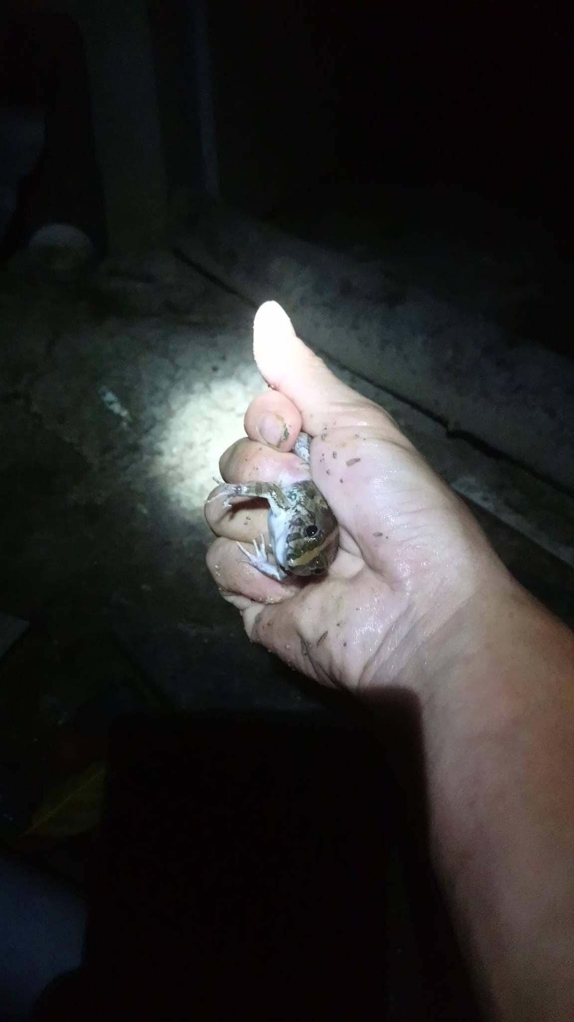 Kể chuyện làng: Nhái đồng, món ăn dân dã nơi quê nhà - Ảnh 1.