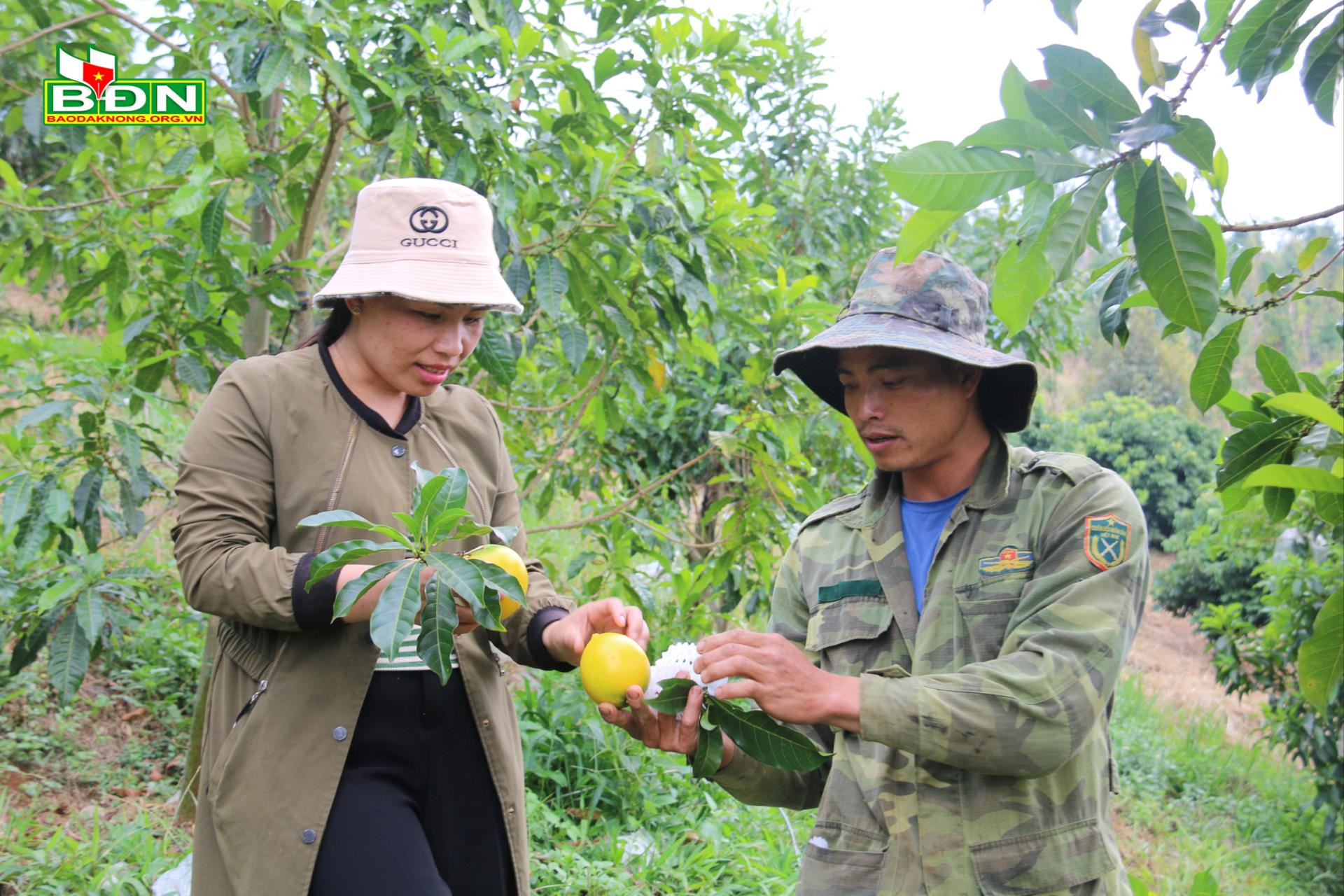 Đánh liều trồng thứ trái lạ, ai thấy cũng thích cắn, một nông dân Đắk Nông có thu nhập cao - Ảnh 2.