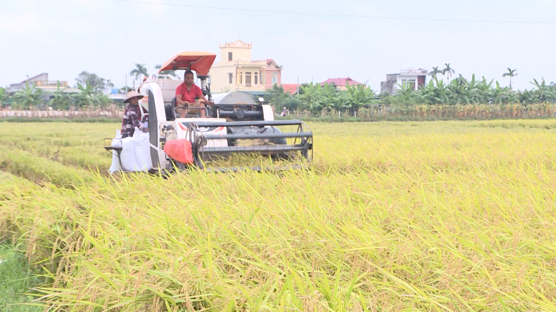 Đưa cơ giới hoá vào phục vụ sản xuất nông nghiệp đại điền, có mô hình nông dân thu lãi hơn 135 tỷ đồng - Ảnh 1.