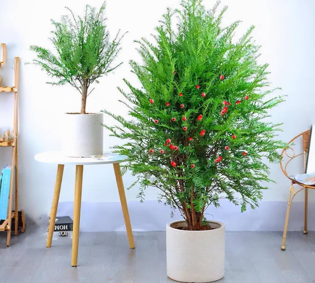 Người thông minh thích trồng 5 cây cảnh &quot;thôi miên&quot; này trong phòng ngủ, đảm bảo ngủ ngon, mơ đẹp - Ảnh 1.