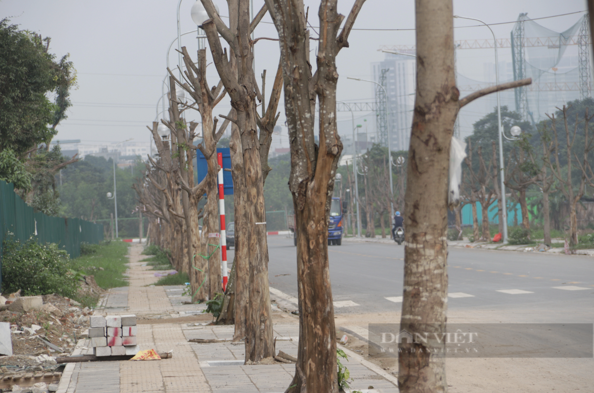 Con đường mới cải tạo giữ &quot;kỷ lục&quot; số lần cây chết ở quận Nam Từ Liêm - Ảnh 2.