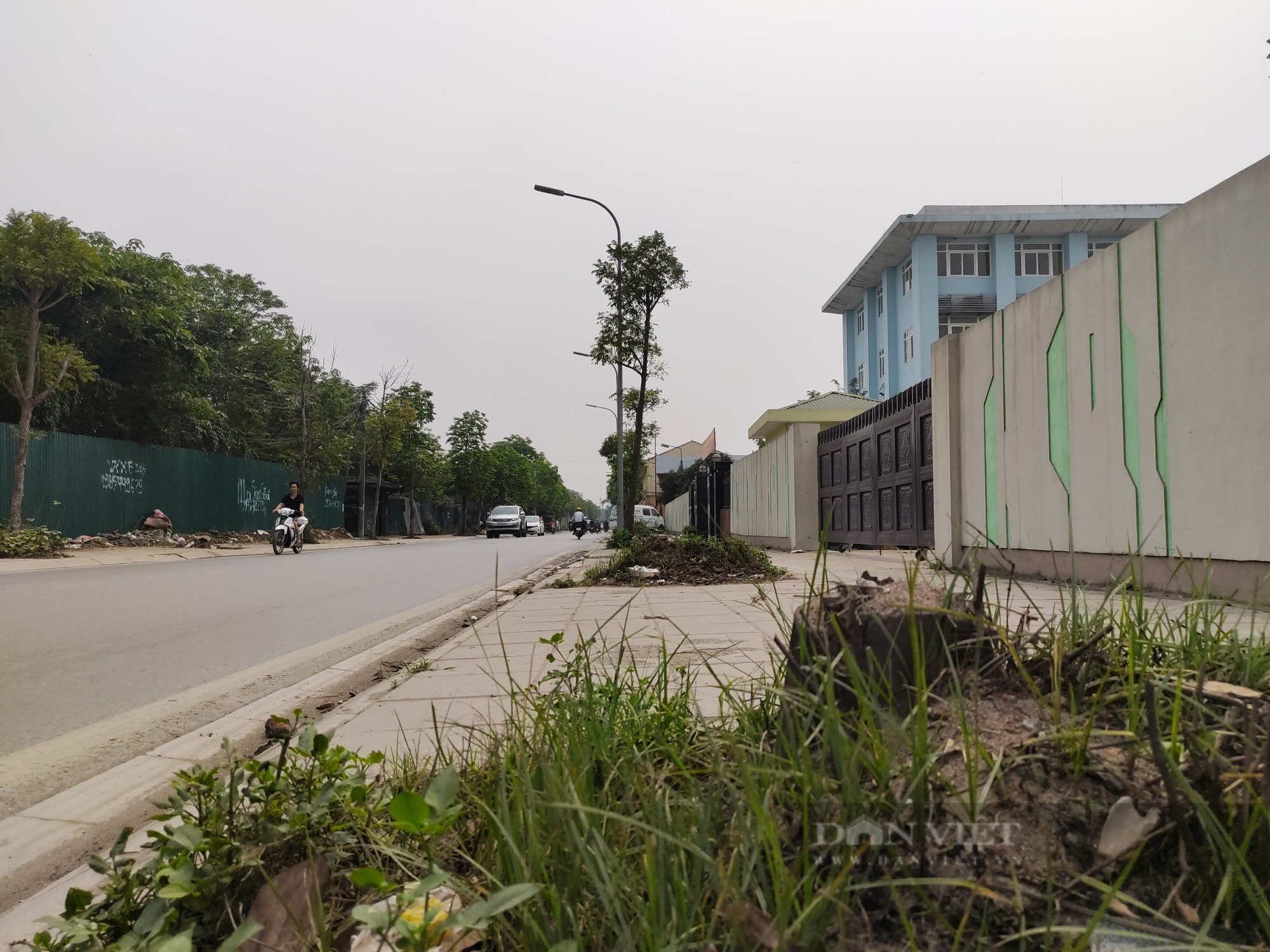 Con đường mới cải tạo giữ &quot;kỷ lục&quot; số lần cây chết ở quận Nam Từ Liêm - Ảnh 8.
