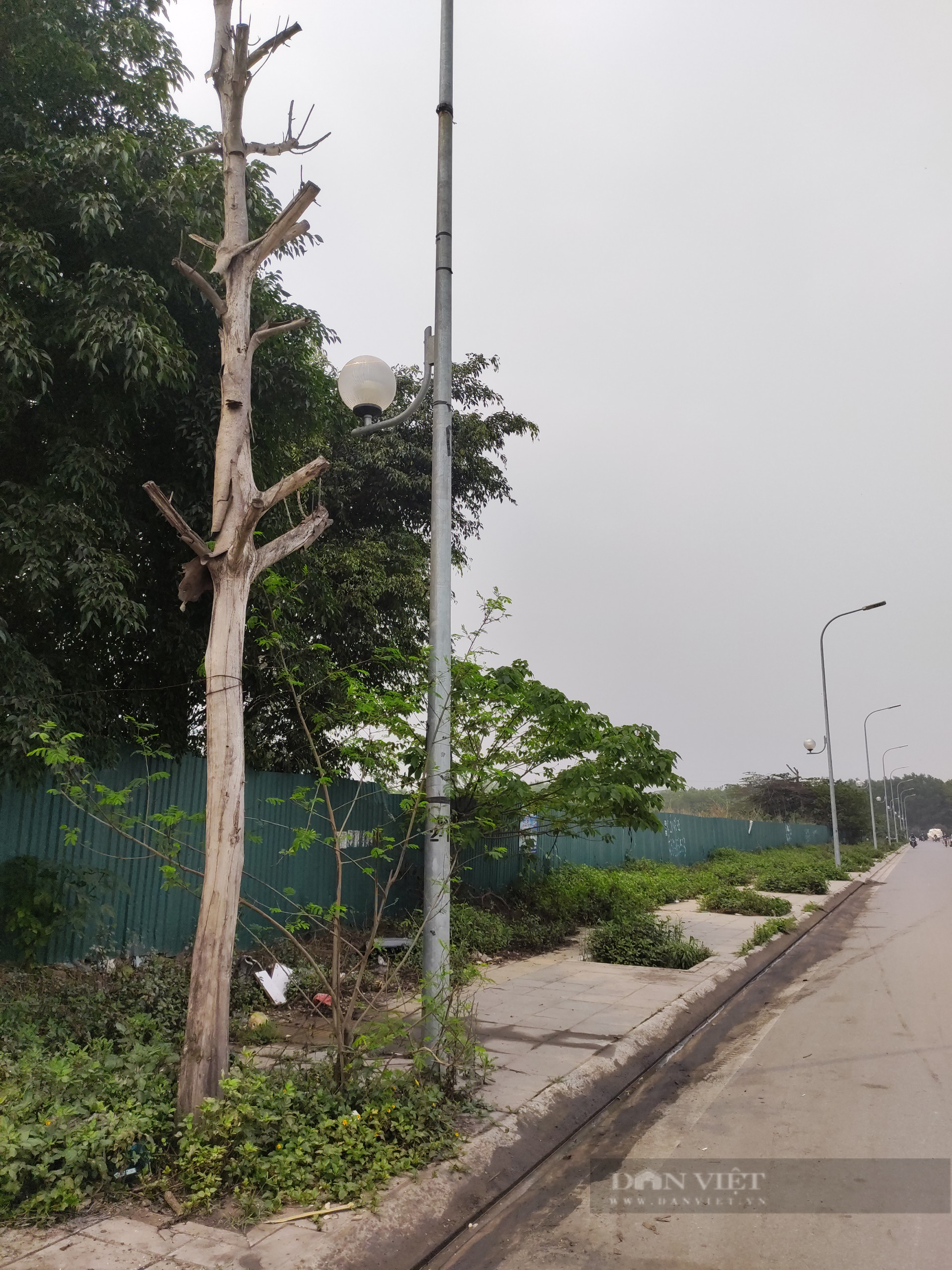 Con đường mới cải tạo giữ &quot;kỷ lục&quot; số lần cây chết ở quận Nam Từ Liêm - Ảnh 9.