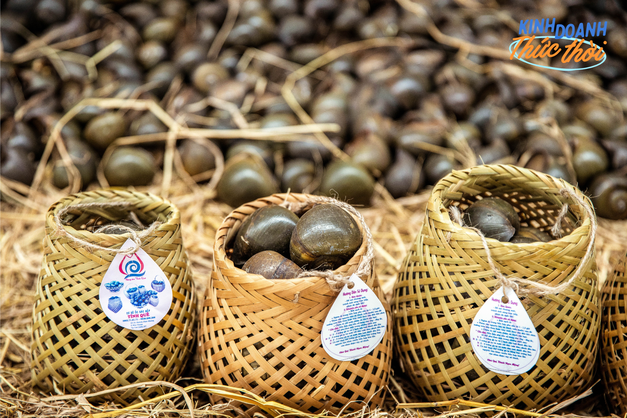 Doanh thu hàng trăm triệu/tháng nhờ tìm ra cách "ru ngủ” các chú ốc lác gác bếp nổi tiếng miền Tây - Ảnh 1. Doanh thu hàng trăm triệu/tháng nhờ tìm ra cách "ru ngủ” các chú ốc lác gác bếp nổi tiếng miền Tây - Ảnh 1.