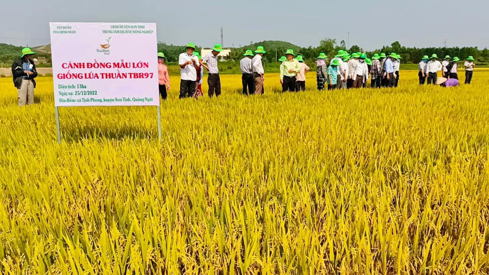 Giống lúa siêu năng suất tiếp tục chinh phục người dân Quảng Ngãi - Ảnh 1.
