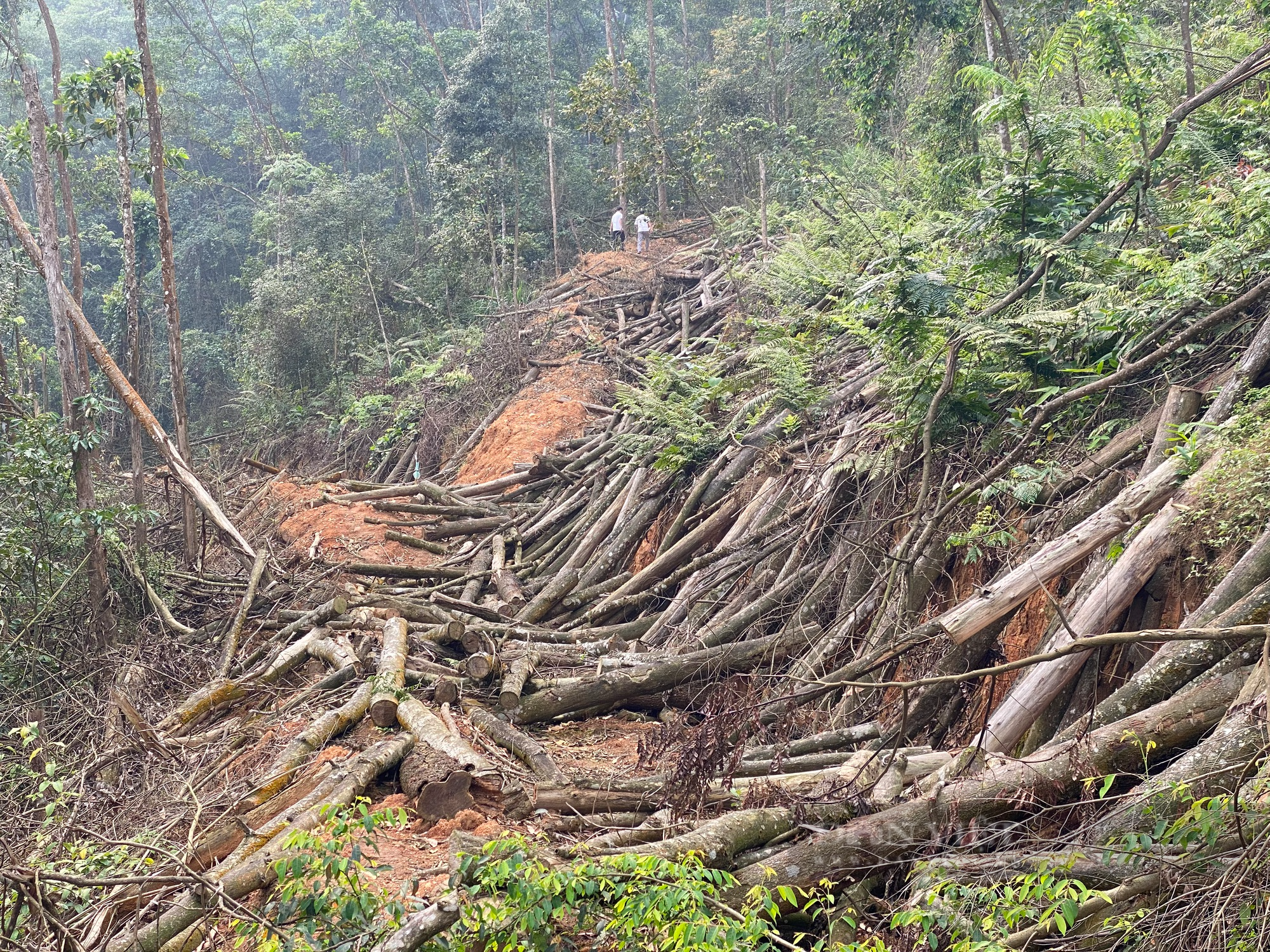 Nghịch lý ở xã Đạo Đức (Vị Xuyên - Hà Giang): Bị cấm khai thác rừng do chính mình trồng và chăm sóc! - Ảnh 4.