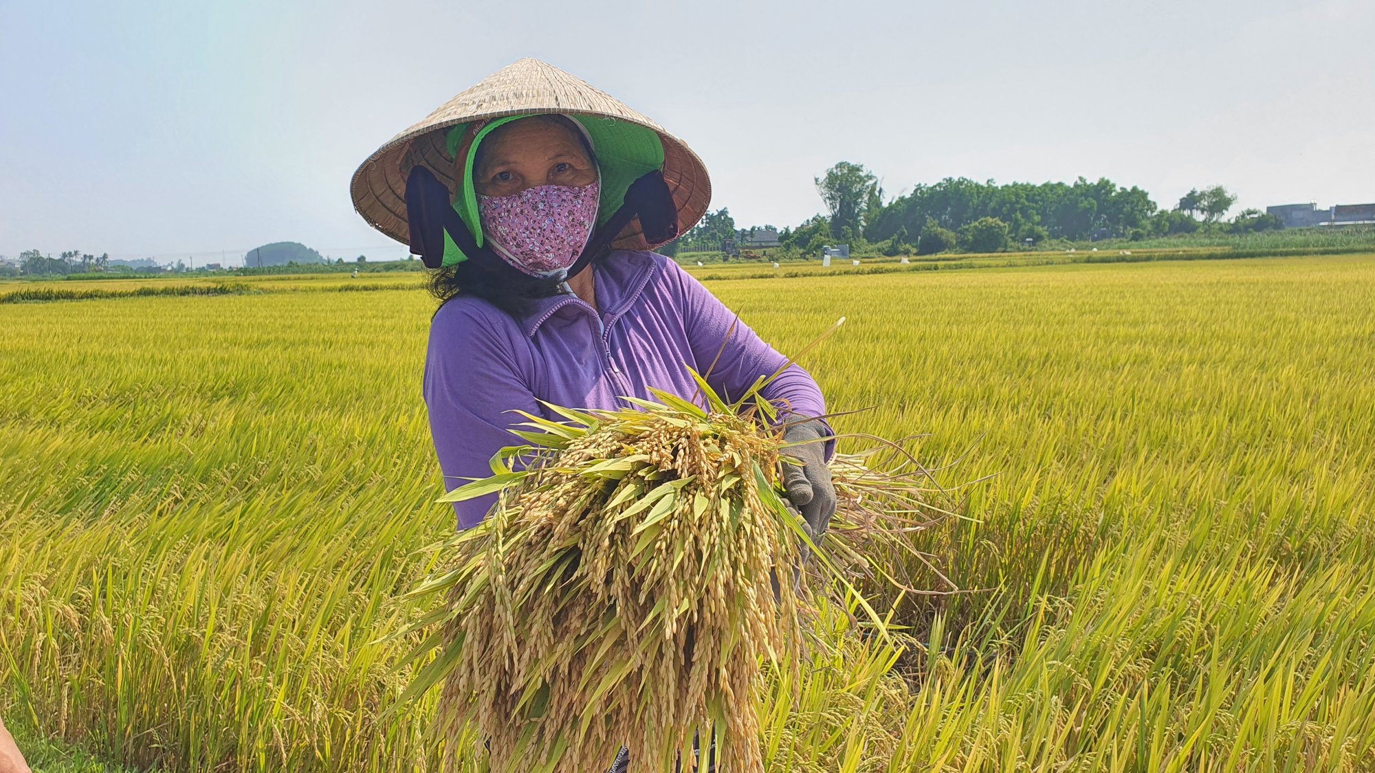 Giống lúa siêu năng suất tiếp tục chinh phục người dân Quảng Ngãi - Ảnh 3.