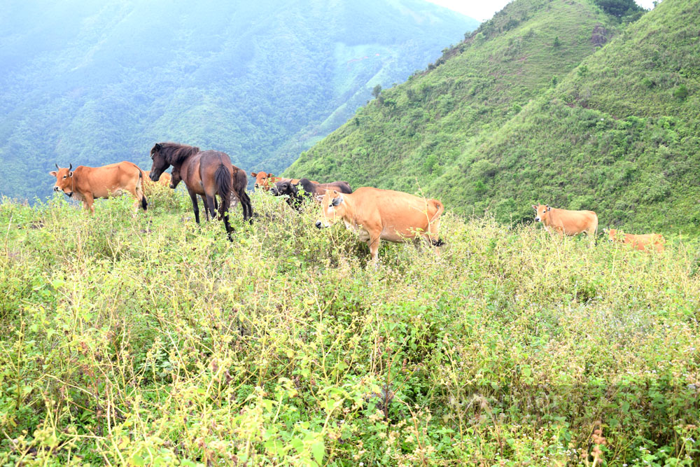 Nuôi ngựa ở Bình Liêu - Ảnh 5.