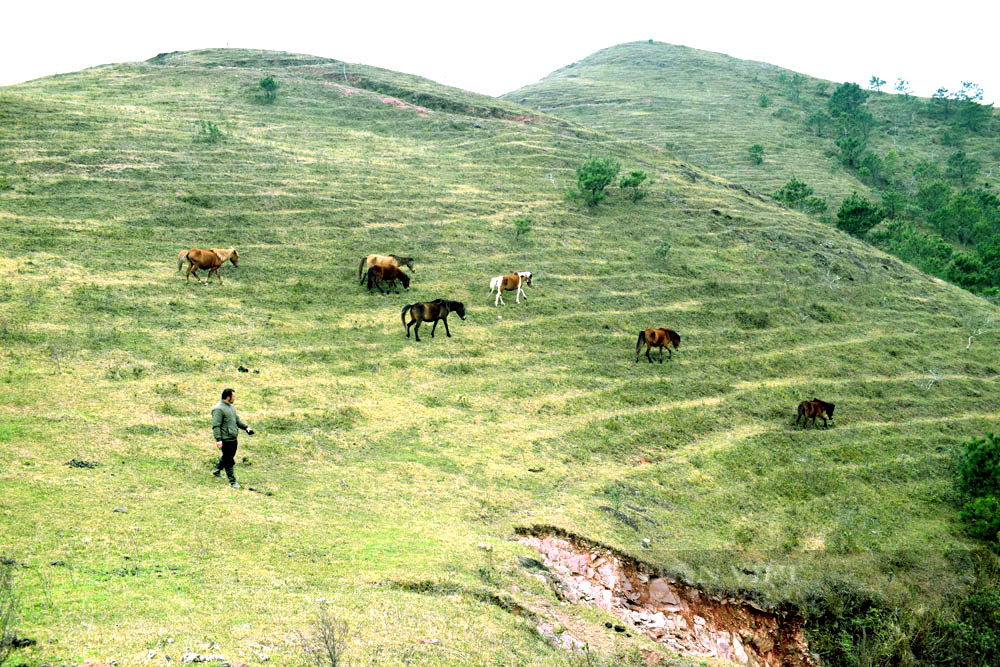 Nuôi ngựa ở Bình Liêu - Ảnh 1.