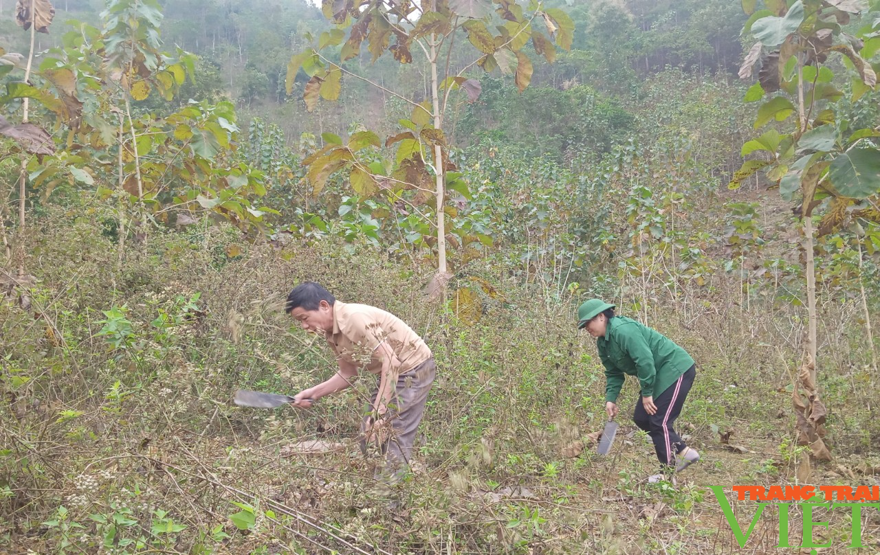 Phù Yên (Sơn La): Nỗ lực trồng rừng phủ xanh đất trống, đồi trọc - Ảnh 3. Phù Yên (Sơn La): Nỗ lực trồng rừng phủ xanh đất trống, đồi trọc - Ảnh 3.