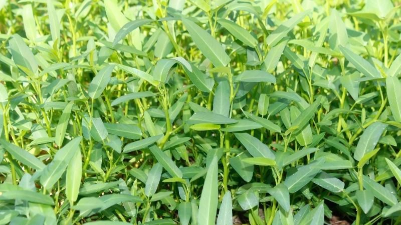 Loại rau quốc dân ở Việt Nam bán theo mớ to đầy ngoại chợ, sang nước ngoài đếm cọng tính tiền - Ảnh 6.