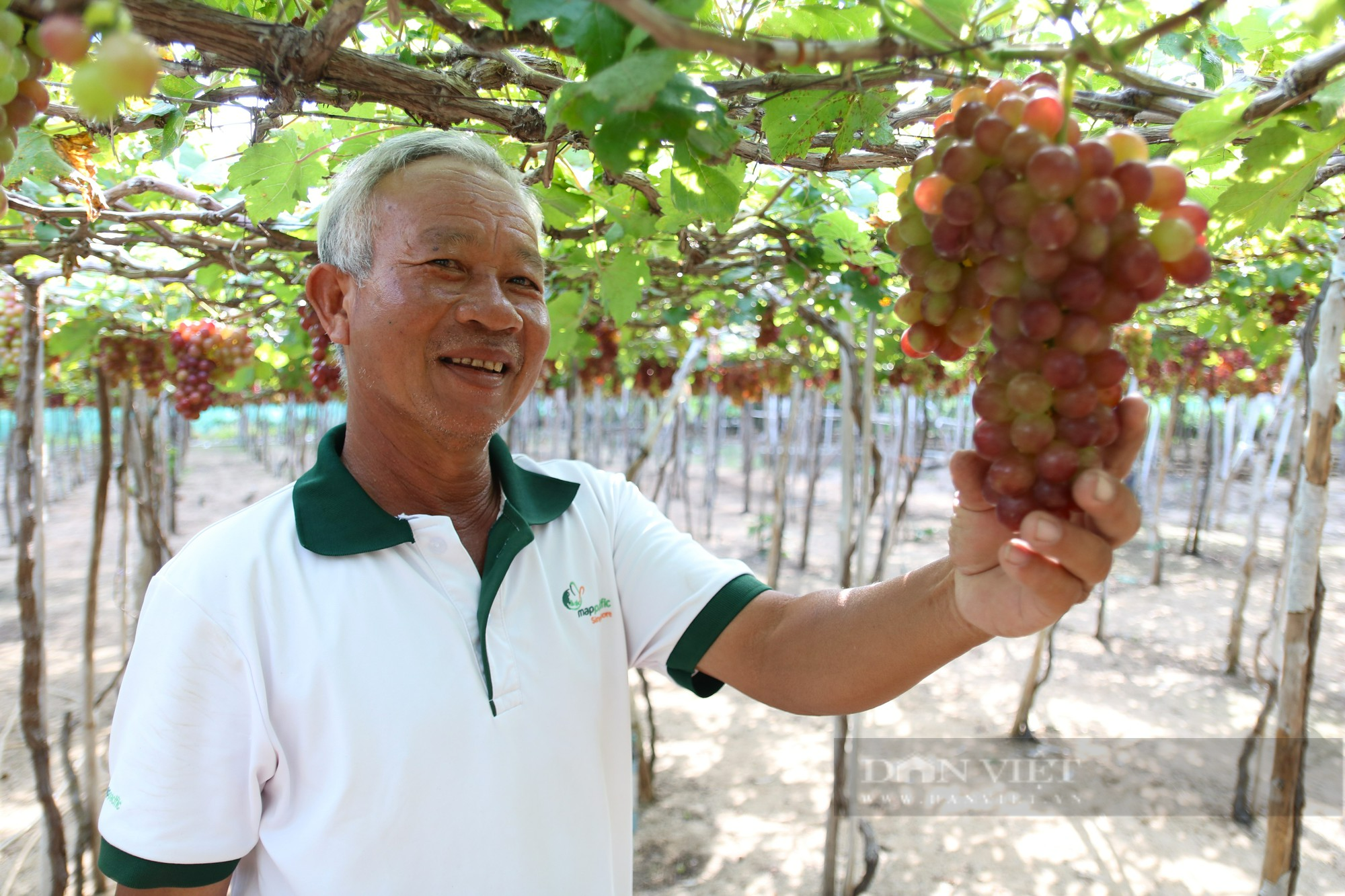 Nông dân tất bật chăm sóc vườn nho háo hức chờ ngày hội Nho và Vang Ninh Thuận năm 2023  - Ảnh 5.