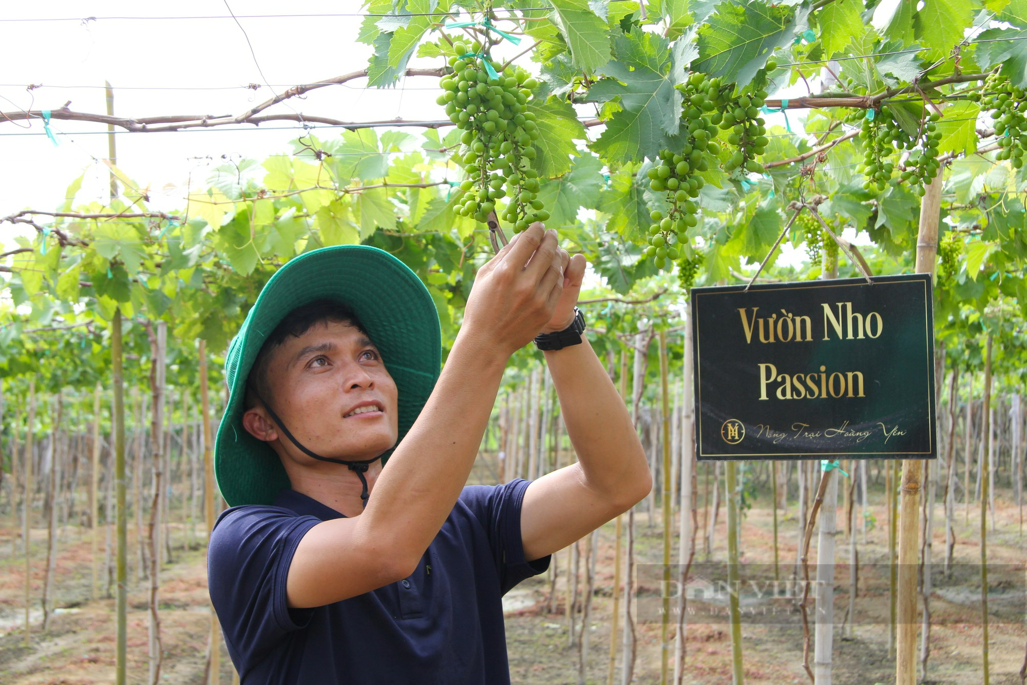 Nông dân tất bật chăm sóc vườn nho háo hức chờ ngày hội Nho và Vang Ninh Thuận năm 2023  - Ảnh 6.