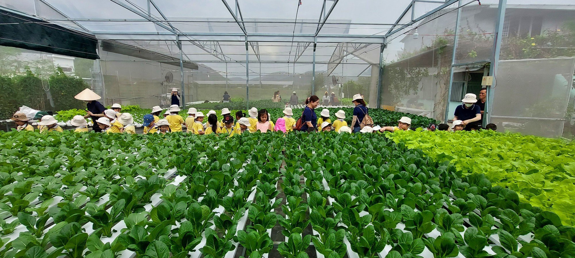 Nhiều học sinh háo hức với vườn rau thủy canh ở Nha Trang - Ảnh 2.