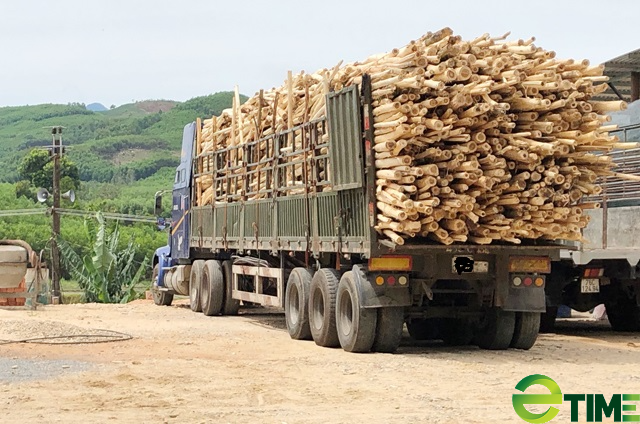 Quảng Ngãi tiếp tục chỉ đạo dẹp “loạn” điểm thu mua gỗ keo vi phạm - Ảnh 1. Quảng Ngãi tiếp tục chỉ đạo dẹp “loạn” điểm thu mua gỗ keo vi phạm - Ảnh 1.