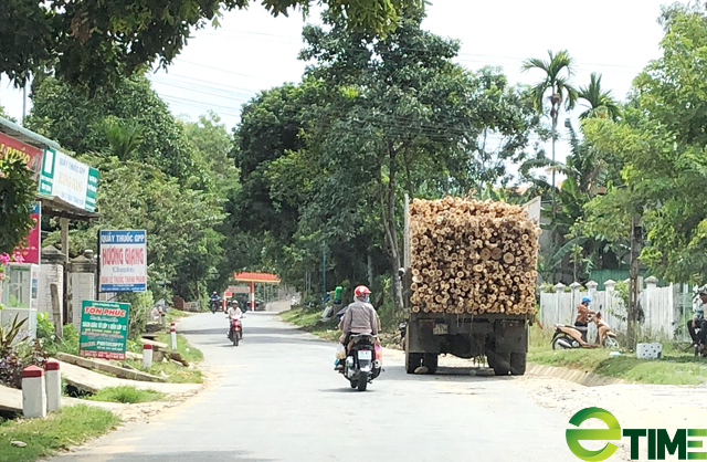 Quảng Ngãi tiếp tục chỉ đạo dẹp “loạn” điểm thu mua gỗ keo vi phạm - Ảnh 4. Quảng Ngãi tiếp tục chỉ đạo dẹp “loạn” điểm thu mua gỗ keo vi phạm - Ảnh 4.