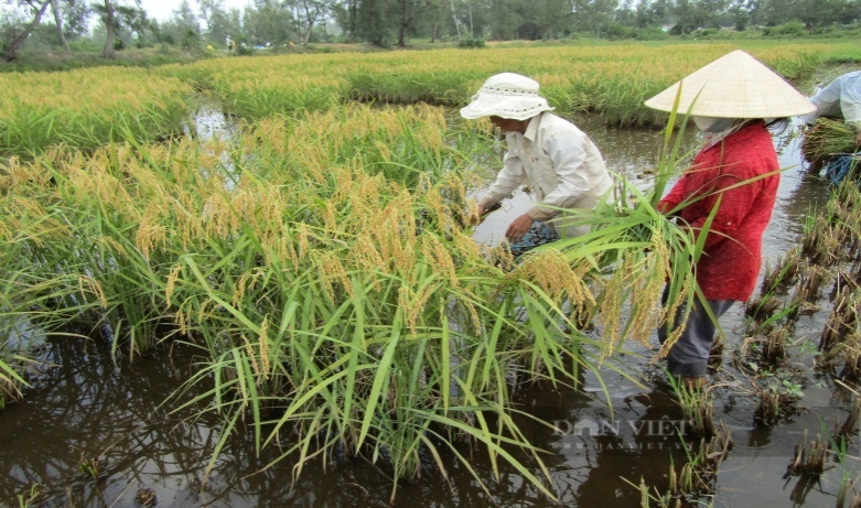 Kinh nghiệm tích tụ ruộng đất của một HTX ở Quảng Nam rất đáng được học tập - Ảnh 5.