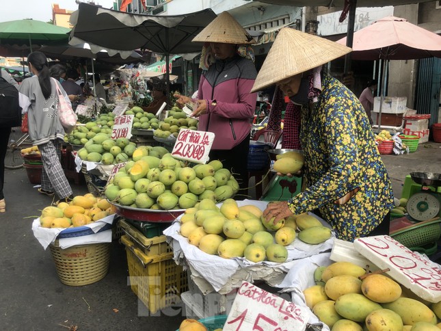 Xoài cát Hòa Lộc giá rẻ bất ngờ - Ảnh 3.