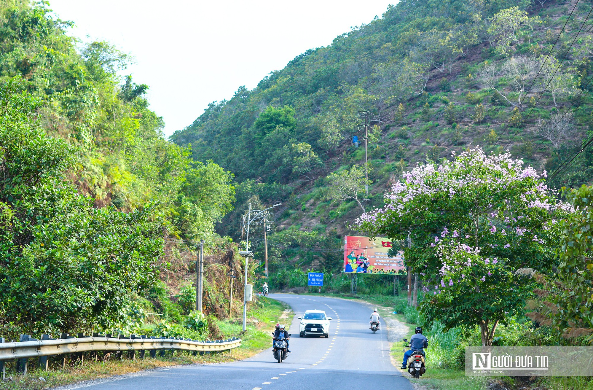 Bằng lăng khoe sắc tím trên cao nguyên Lâm Đồng - Ảnh 8.