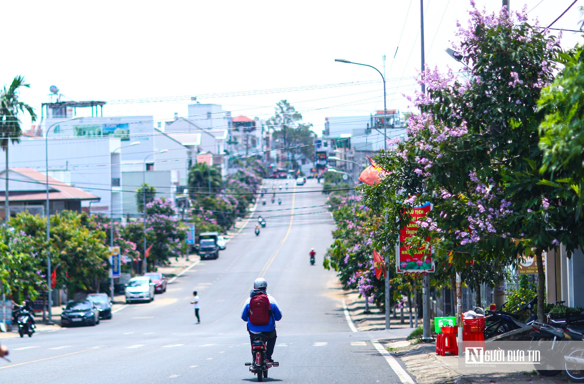 Bằng lăng khoe sắc tím trên cao nguyên Lâm Đồng - Ảnh 7.